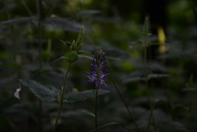 Close-up of flower growing on plant