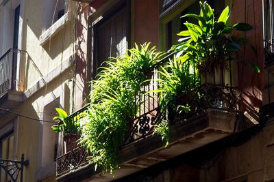 Low angle view of potted plants on balcony