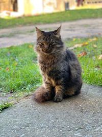 Cat sitting on footpath