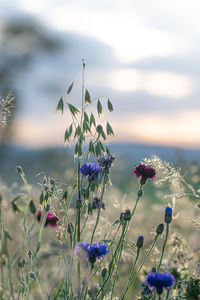 Close-up of purple flowering plants on field