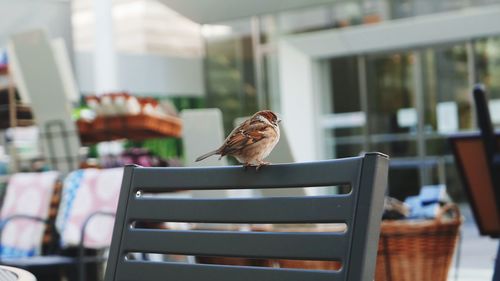 Bird perching on table