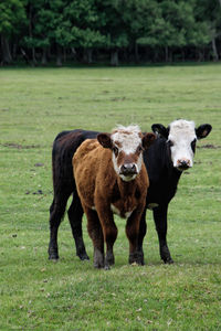 Portrait of cow standing in field