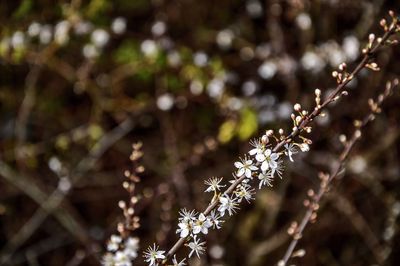 Close-up of plant against blurred background