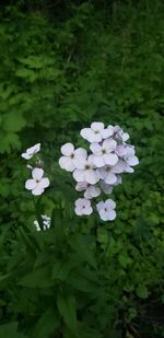 Close-up of white flowering plants