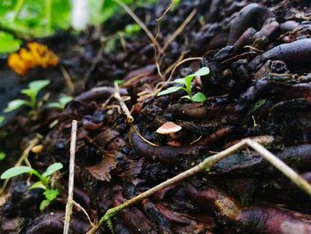 Close-up of ant on plant