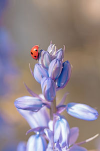 Close-up of flowers against blurred background