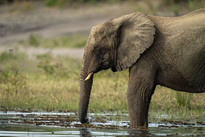 Elephants drinking water