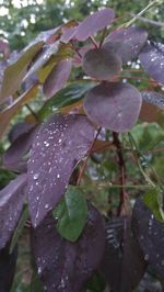 Close-up of raindrops on leaves