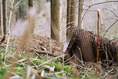 Close-up of abandoned horse