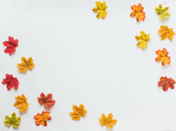 High angle view of orange flowers against white background