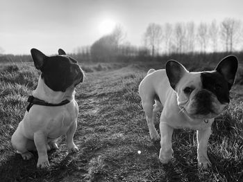 View of two dogs on field