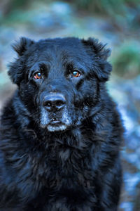 Portrait of black dog