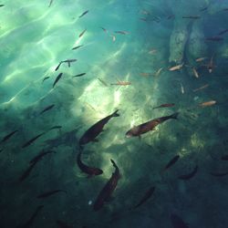 High angle view of fish swimming in water