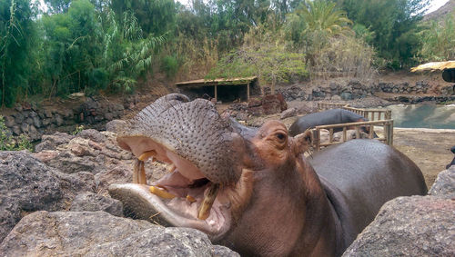 View of an animal on rock