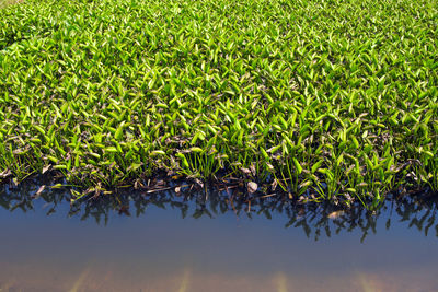 Water hyacinth weed of pond