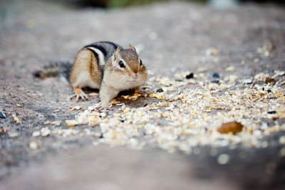 Close-up of an animal