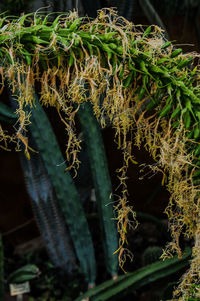 Close-up of succulent plant on field