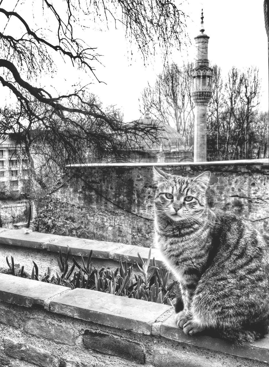 architecture, building exterior, built structure, clear sky, tree, animal themes, one animal, art and craft, day, outdoors, art, no people, mammal, statue, sculpture, cat, domestic cat, city, sky, creativity