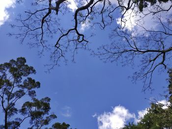 Low angle view of silhouette tree against sky