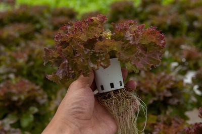 Close-up of hand holding small plant