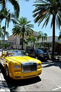 Palm trees in city