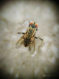 Close-up of housefly