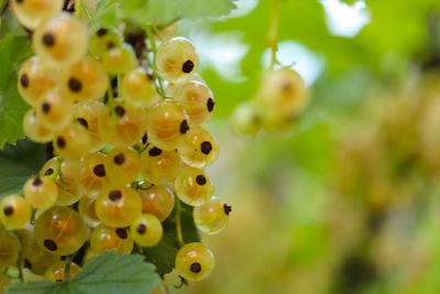 Close-up of insect on yellow flowering plant