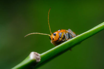 Close-up of insect on leaf