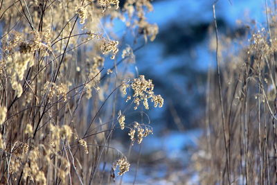 Close-up of wilted flower on field