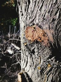 Close-up of tree trunk