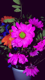 Close-up of pink flowers