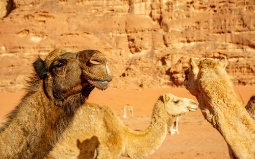 Close-up of camel