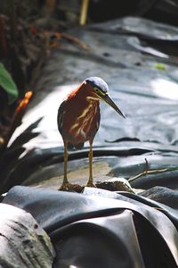 Close-up of bird perching