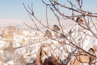View of birds perching on snow covered landscape