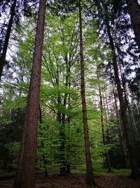 Trees in forest