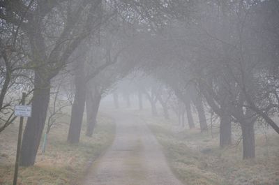 Bare trees in foggy weather