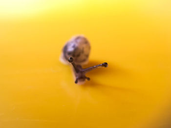 Close-up of snail on orange wall