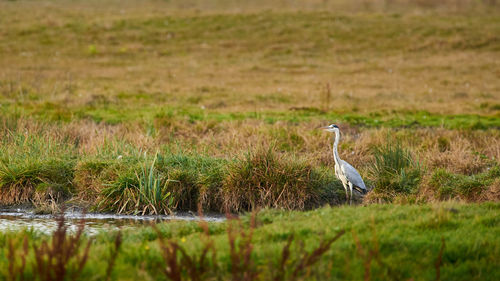 Bird perching on a field