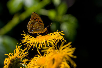 Close-up of butterfly pollinating on leaf