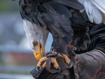 Close-up of eagle eating food