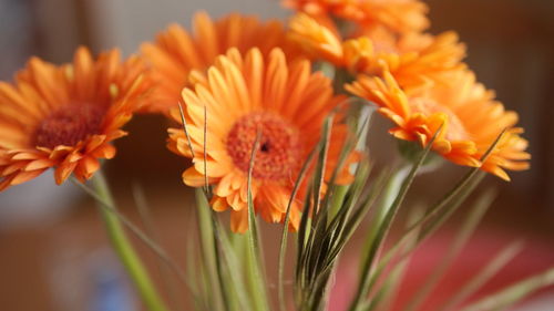 Close-up of orange daisy flowers