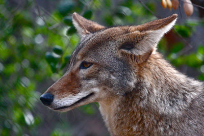 Coyote portrait