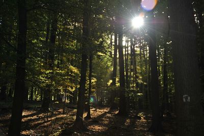 Sun shining through trees in forest