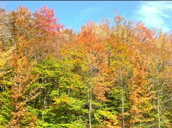 Trees in forest during autumn