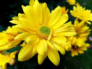 Close-up of yellow flower blooming outdoors