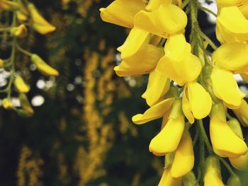 Close-up of yellow flower