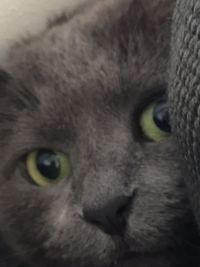 Close-up portrait of cat