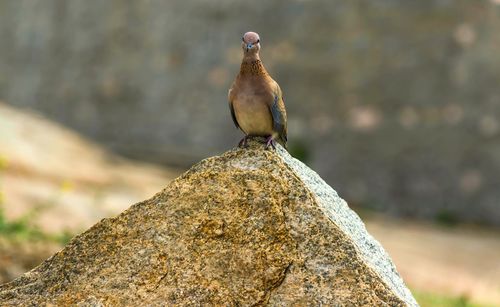 Close-up of bird perching on rock