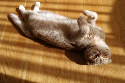 High angle view of cat sleeping on hardwood floor