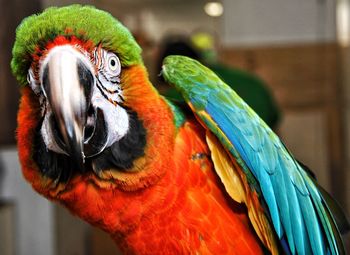 Close-up of parrot